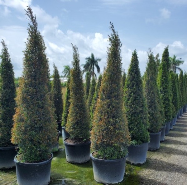 45 Gallon Podocarpus Cone Topiary
